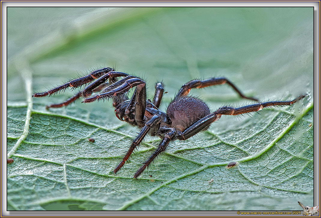 Atypus SP